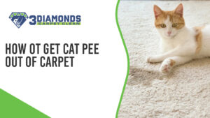 How To Get Cat Pee Out Of Carpet